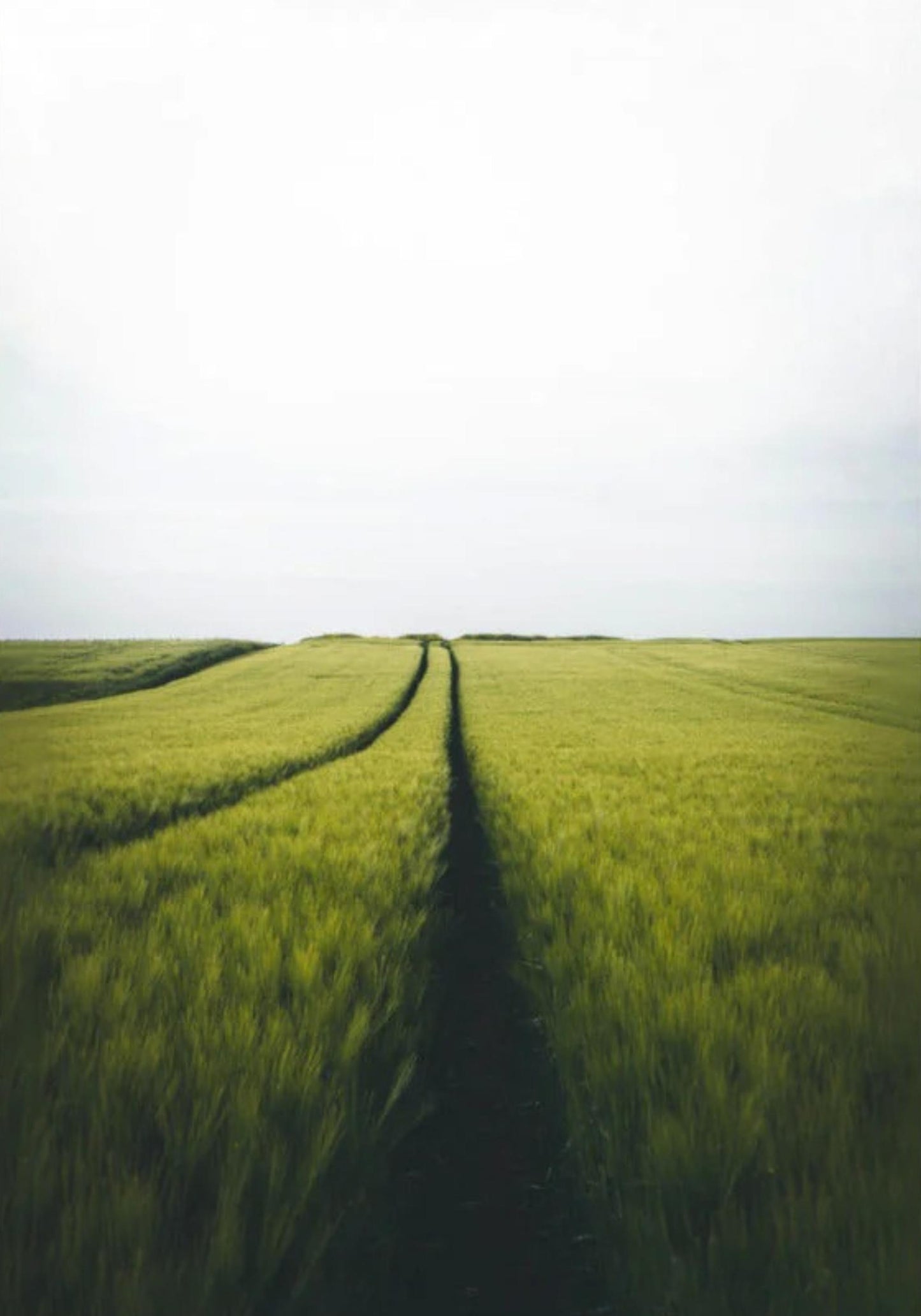 Gerstenfeld barley field - Poster