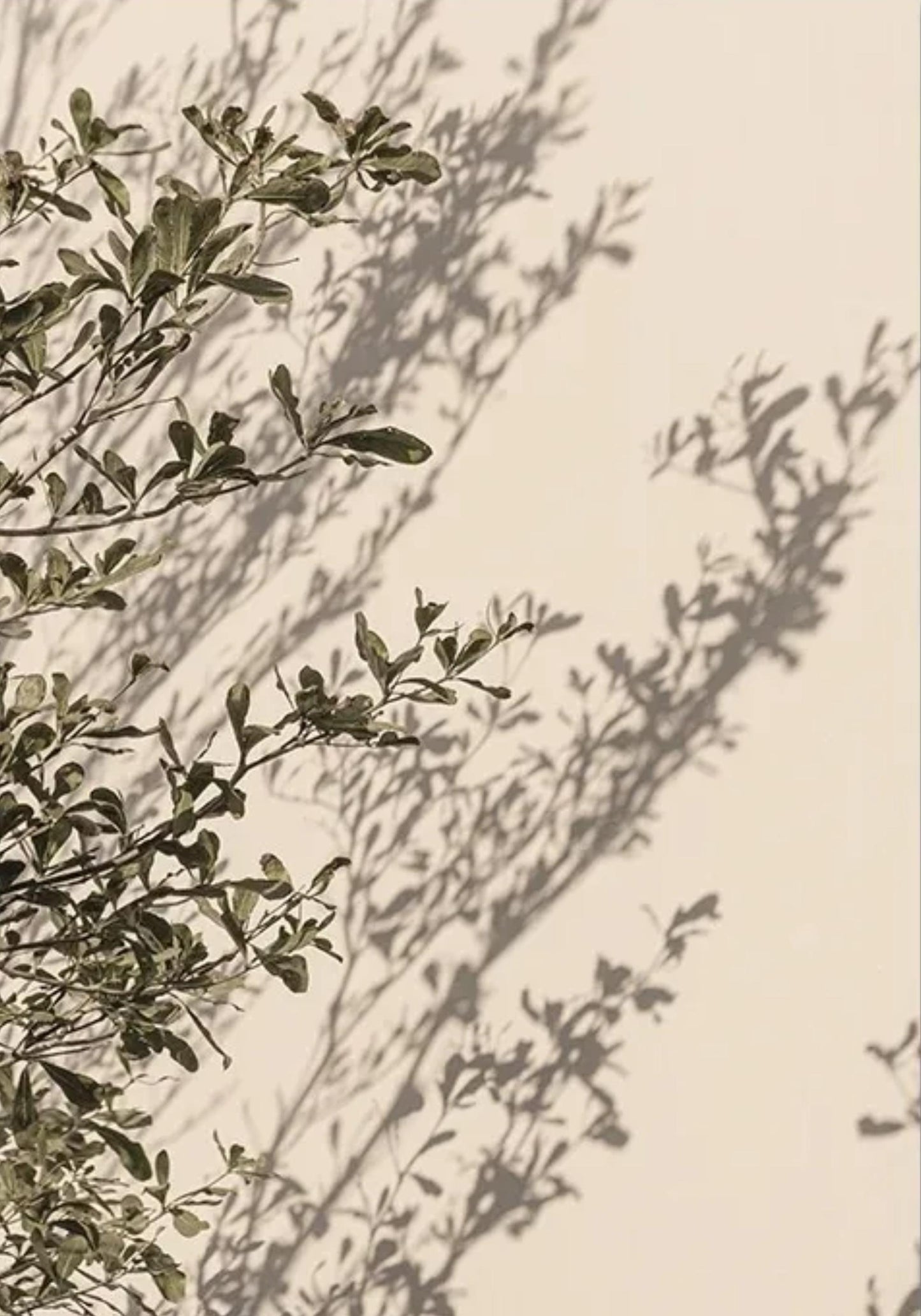 Italienische Stadt-Blumenenessenz | Lebendige Gartenszene