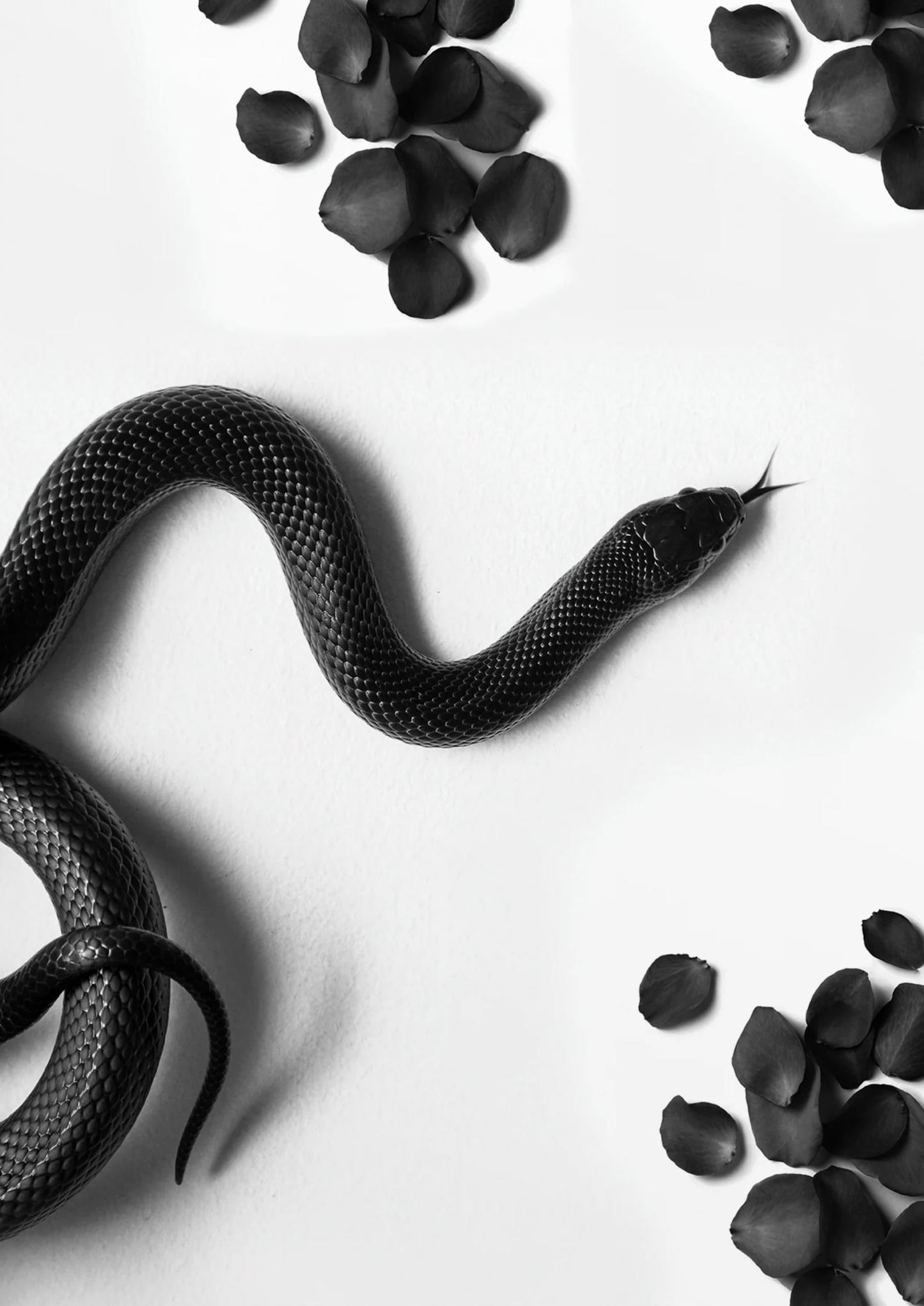 Zwarte Slang Rondzwerven | Wilde Dieren Illustratie