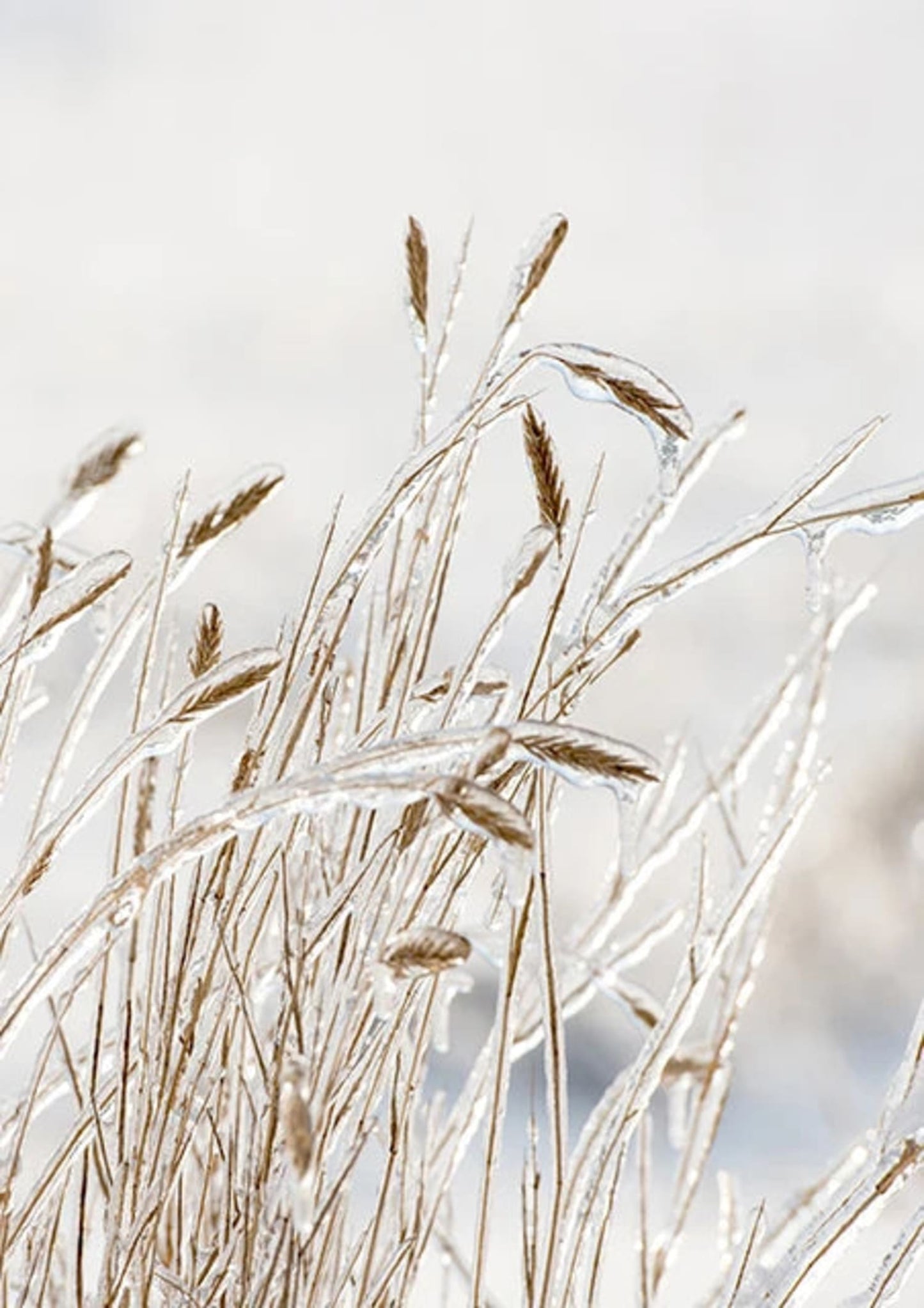 Minimalistisches botanisches Design | Inspiriert vom Garten