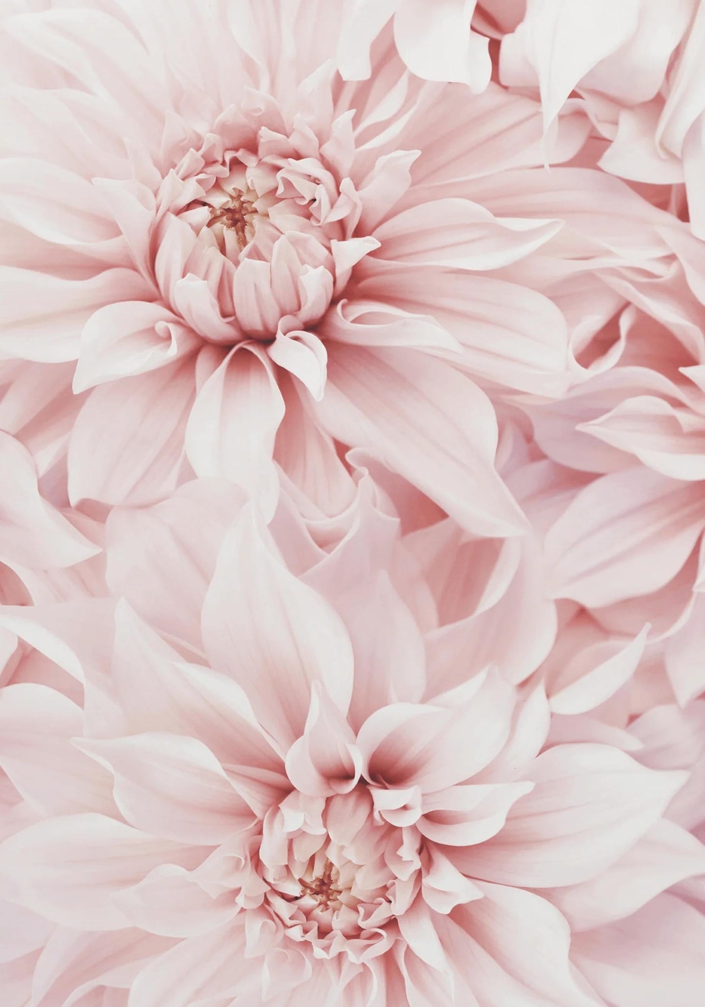 Roze Dahlia Bloem | Bloemkunst