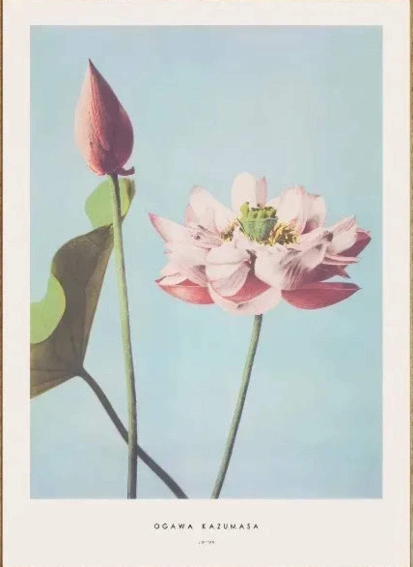 Ogawa Kazumasa | Peony Ukiyo-e Kunst
