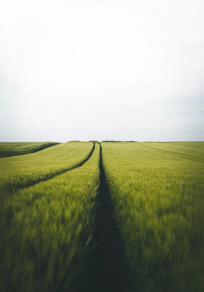 Gerstenfeld barley field - Poster