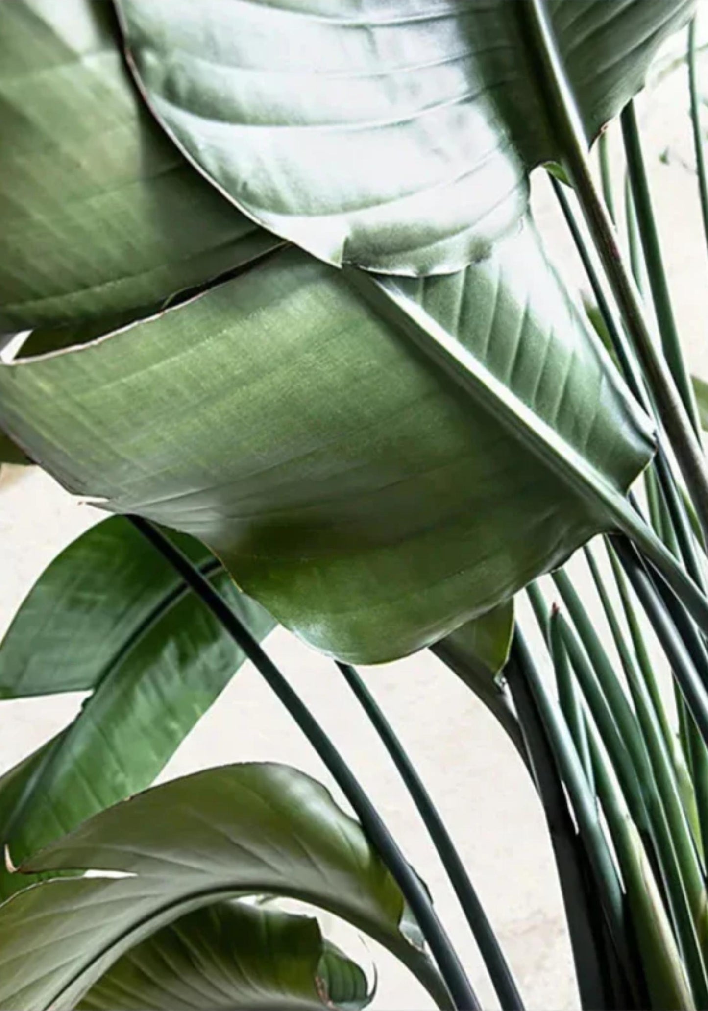 Minimalistisches botanisches Design | Struktur der Natur | Grün