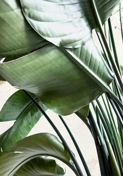 Minimalistisches botanisches Design | Struktur der Natur | Grün