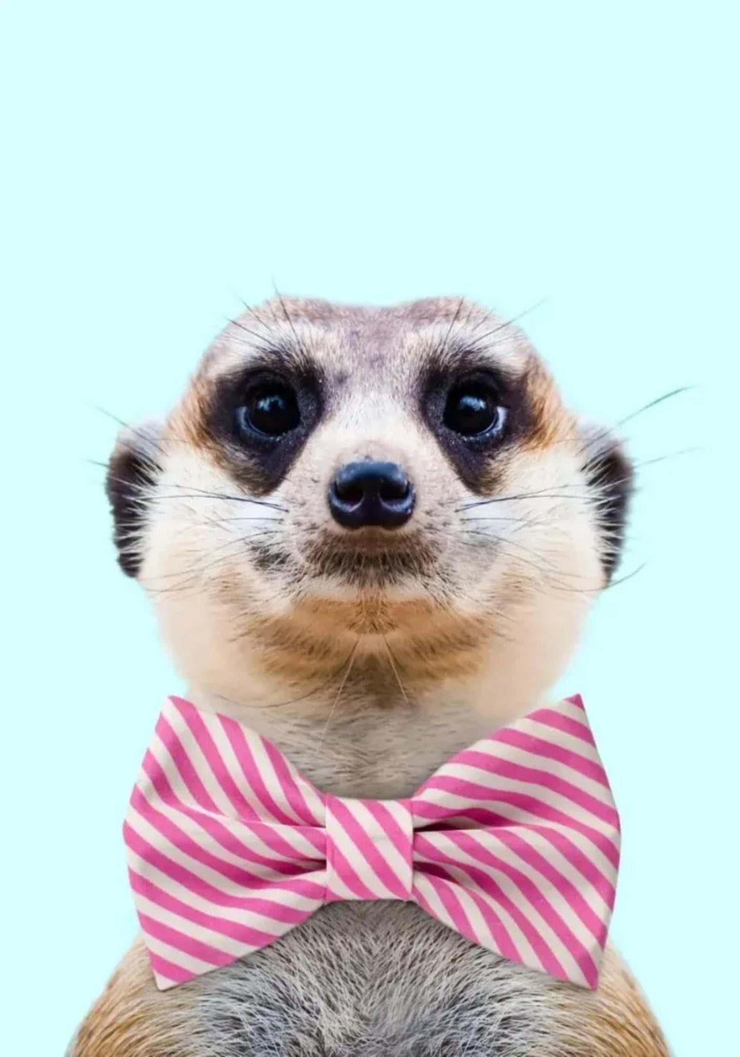 Fantastische Kreaturen | Verspielte Erdmännchen- und Frettchen-Kunst