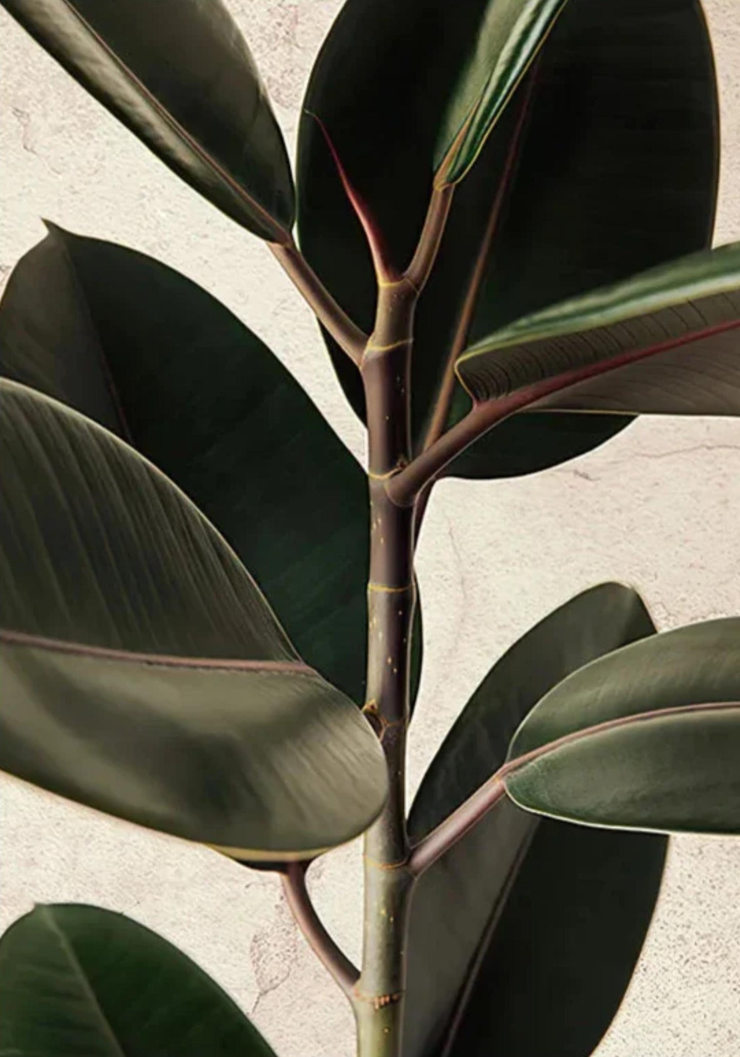 Blätter | Architektonische Ruhe