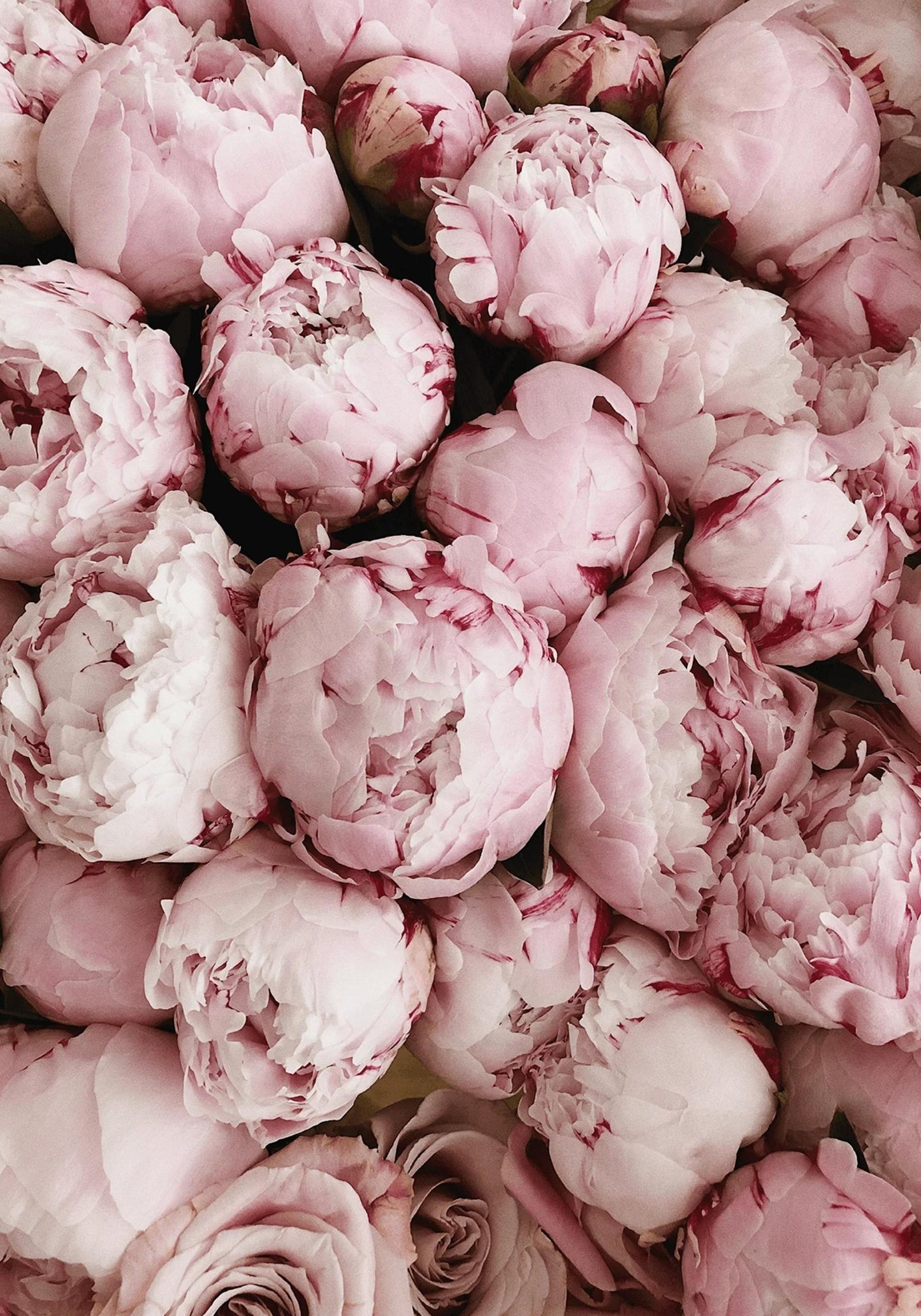 Roze Rozen Bloei | Romantische Bloemenprint