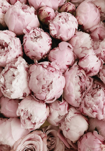 Roze Rozen Bloei | Romantische Bloemenprint