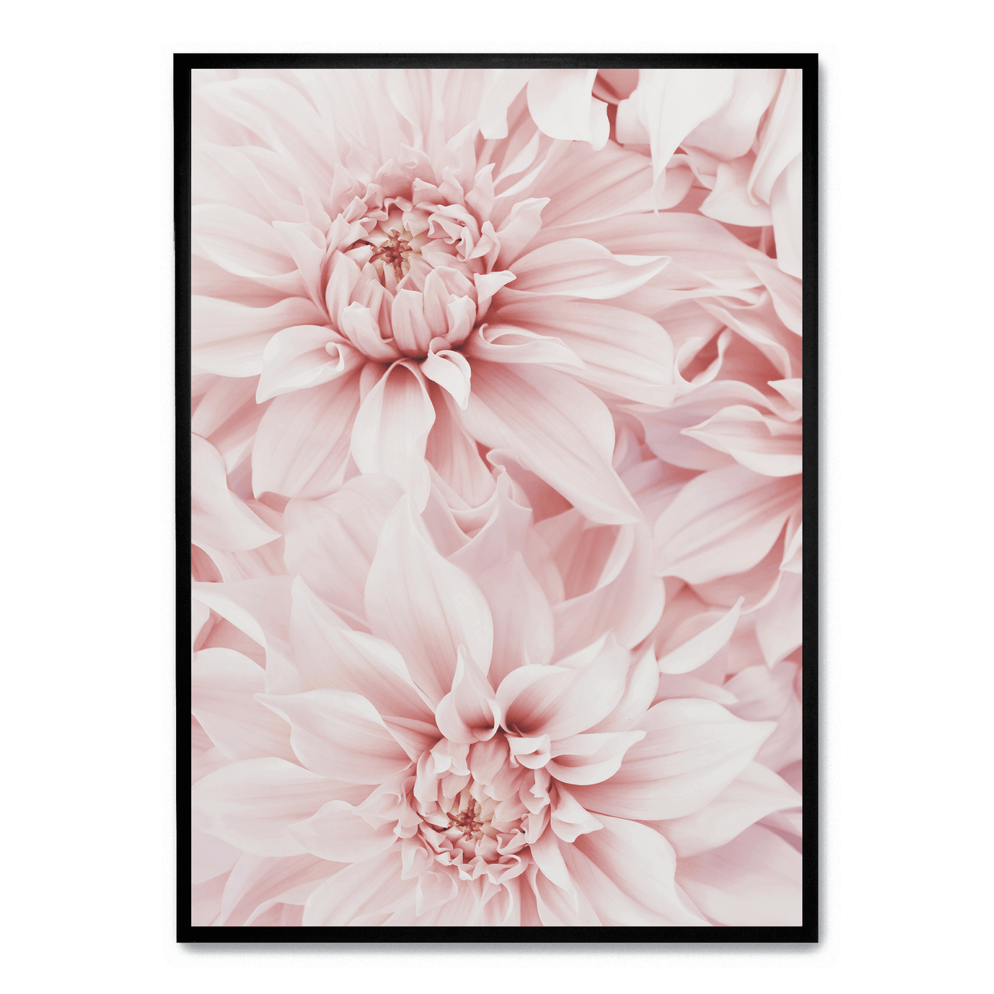 Pink Dahlia