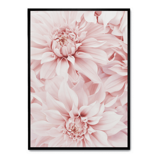 Pink Dahlia