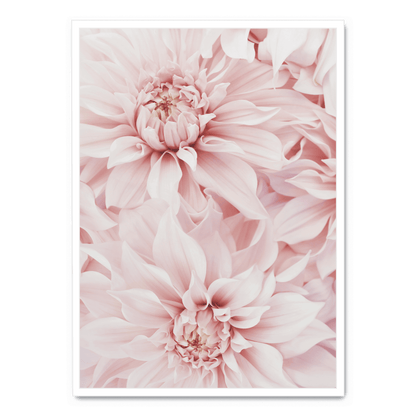 Pink Dahlia