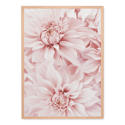 Pink Dahlia