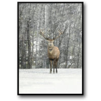 Hallo Rehe | Winterausgaben