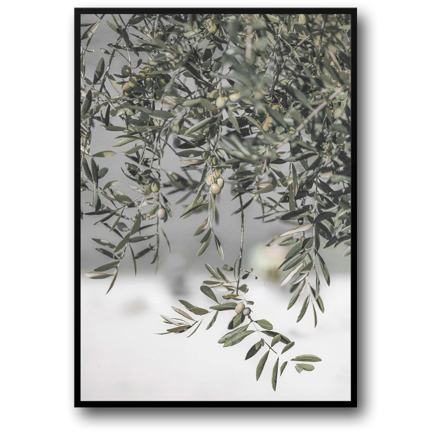 Italië's Olijfgaard Landschap | Natuur's Omhelzing Kunst