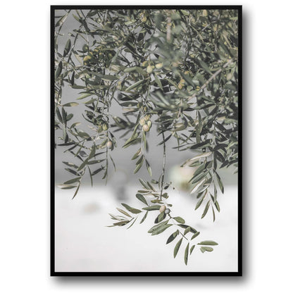 Italië's Olijfgaard Landschap | Natuur's Omhelzing Kunst
