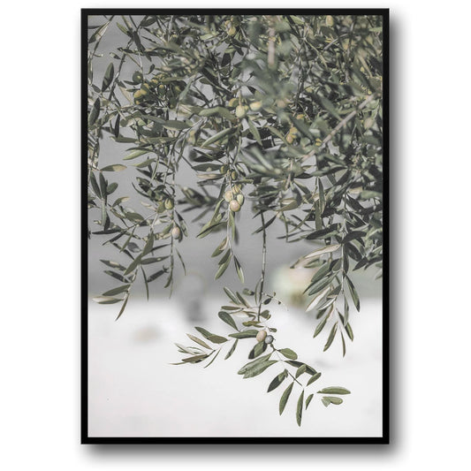 Italië's Olijfgaard Landschap | Natuur's Omhelzing Kunst