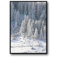 Winterwunderland | Schneebedeckte Waldszene