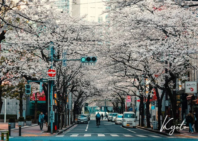 Spring Blossoms in Kyoto | Kyoto | Cherry Blossoms and City Streets | Spring in Japanese Cities | Japanese Architecture Posters