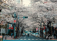 Frühlingsblüten in Kyoto | Kyoto | Kirschblüten und Stadtstraßen | Frühling in japanischen Städten | Poster zur japanischen Architektur