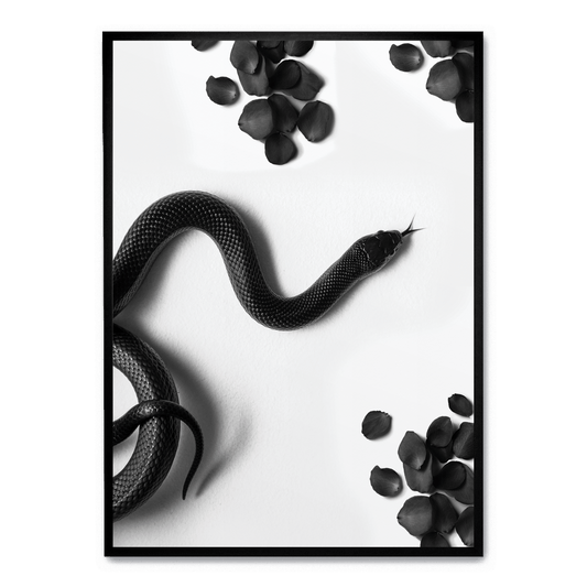 Black Snake Roam