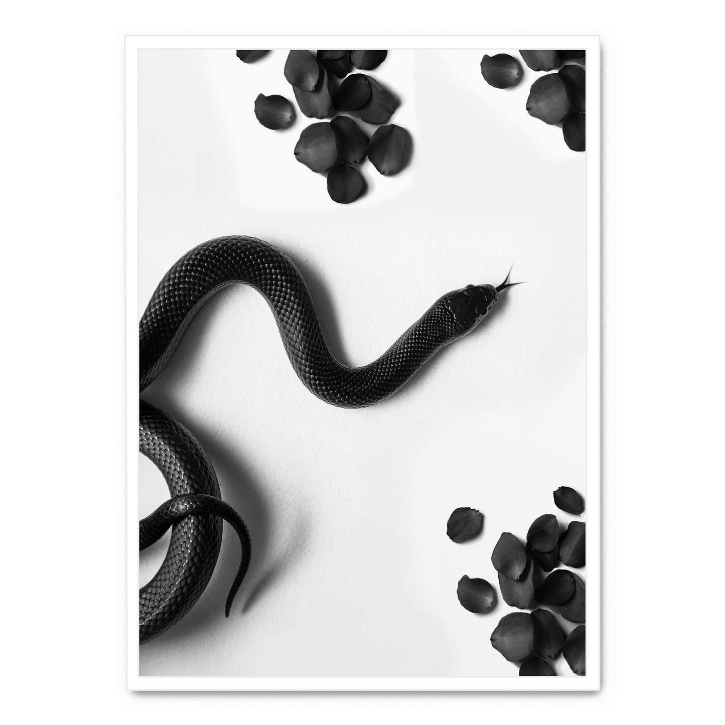 Black Snake Roam