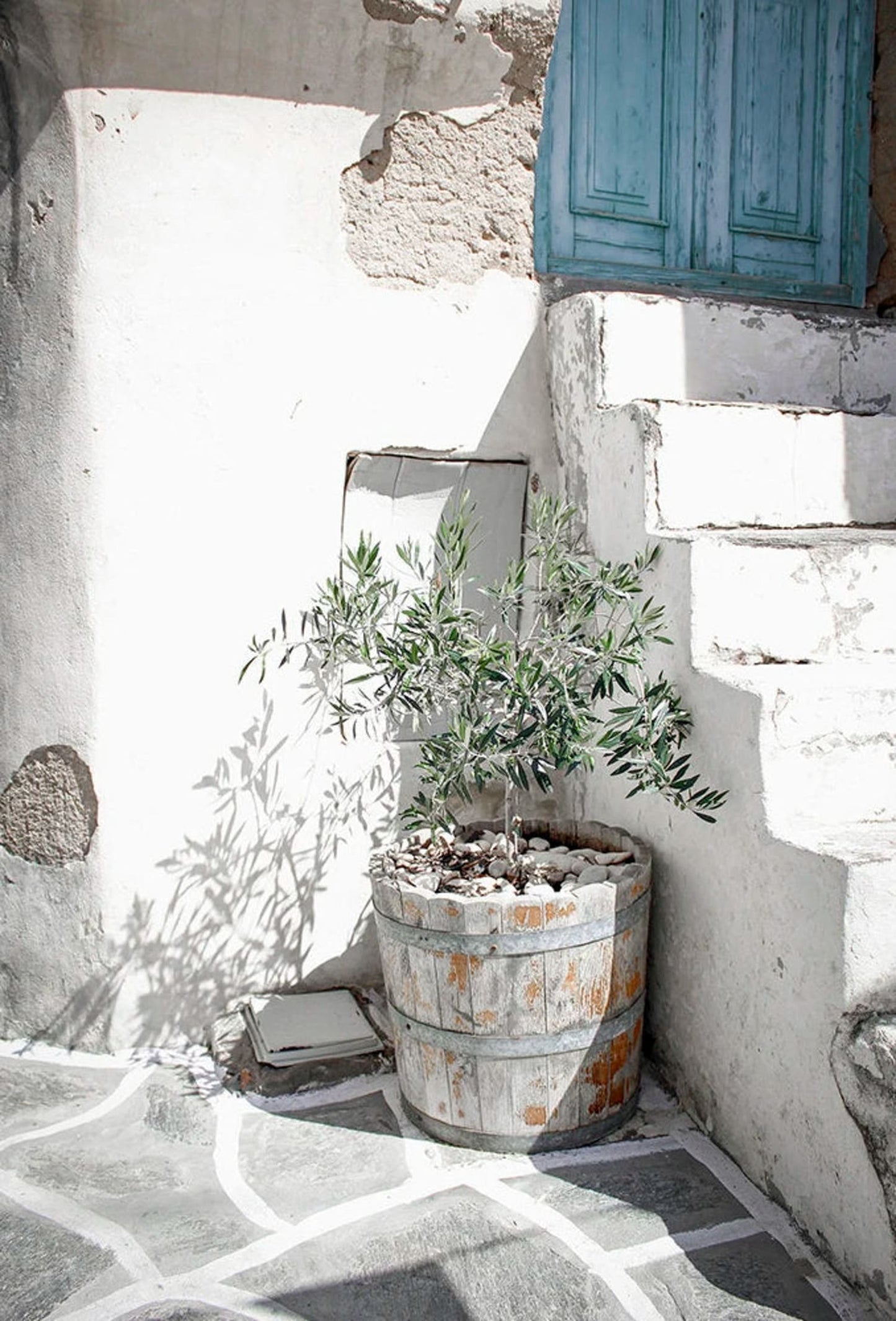 Italië Olijfgaard | Vintage Landschapscène