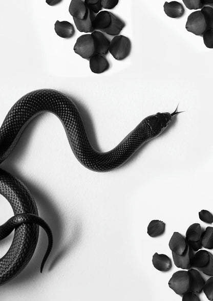 Zwarte Slang Rondzwerven | Wilde Dieren Illustratie
