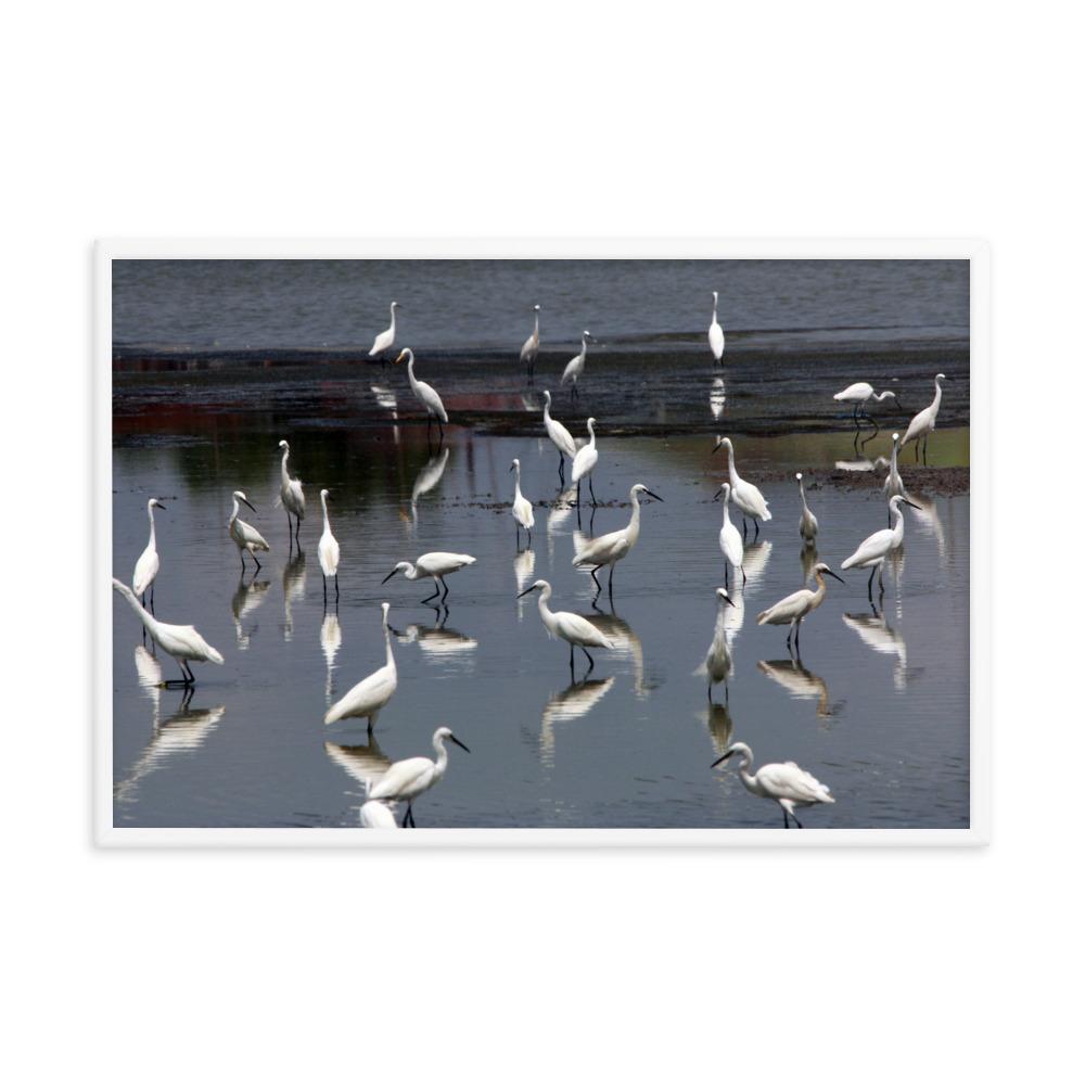 A Flock of Little Egrets - Poster