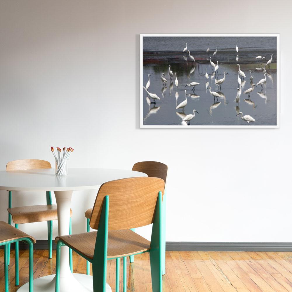 A Flock of Little Egrets - Poster