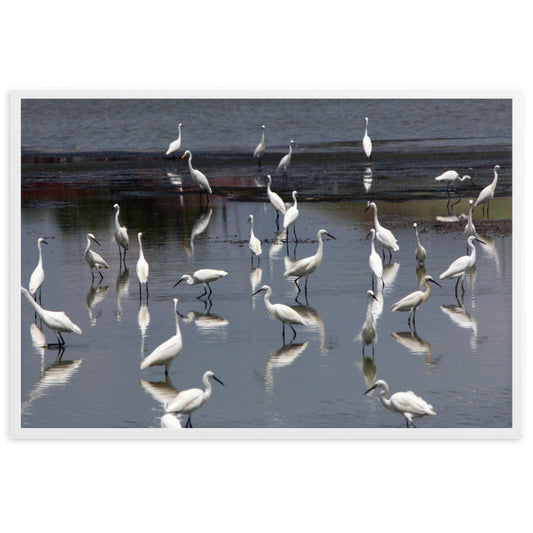 A Flock of Little Egrets - Poster