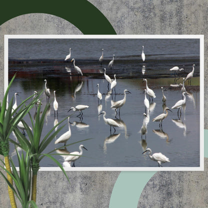 A Flock of Little Egrets - Poster