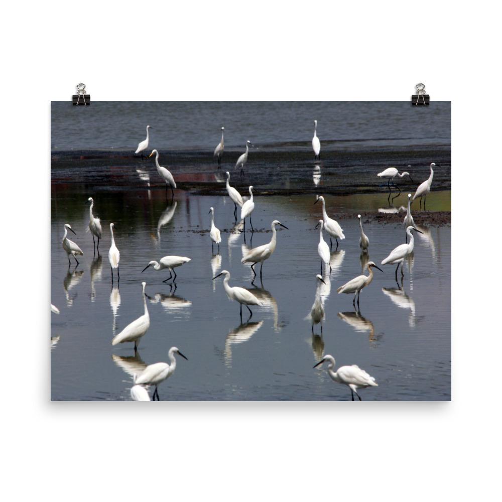 A Flock of Little Egrets - Poster