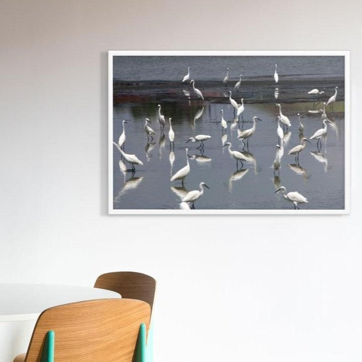 A Flock of Little Egrets - Poster