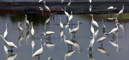 A Flock of Little Egrets - Poster