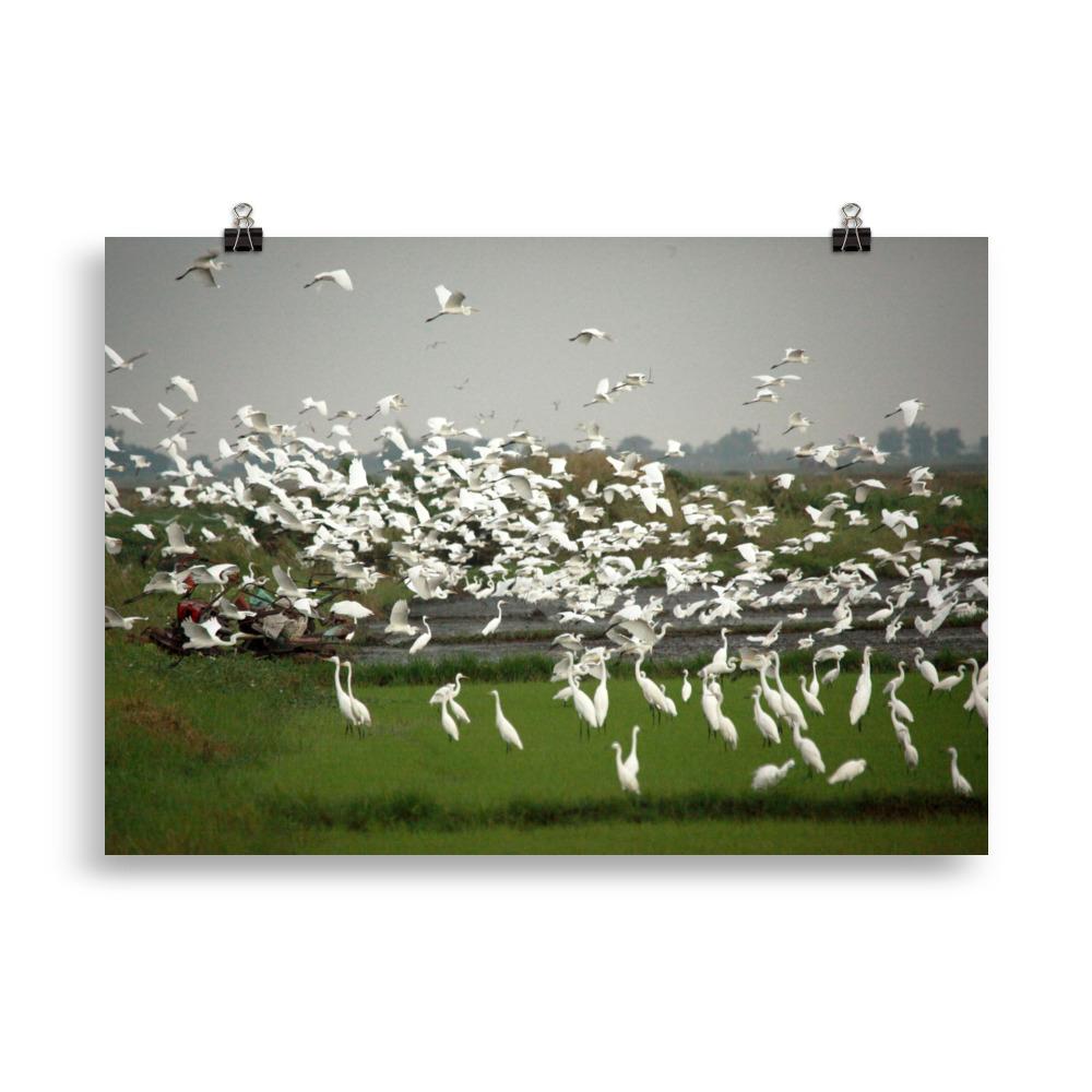 a flock of egrets - poster