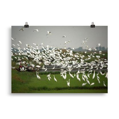 a flock of egrets - poster