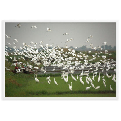 a flock of egrets - poster