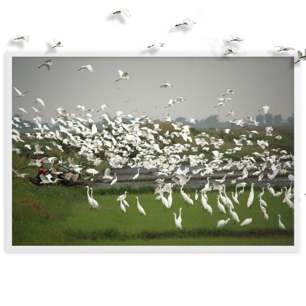 a flock of egrets - poster