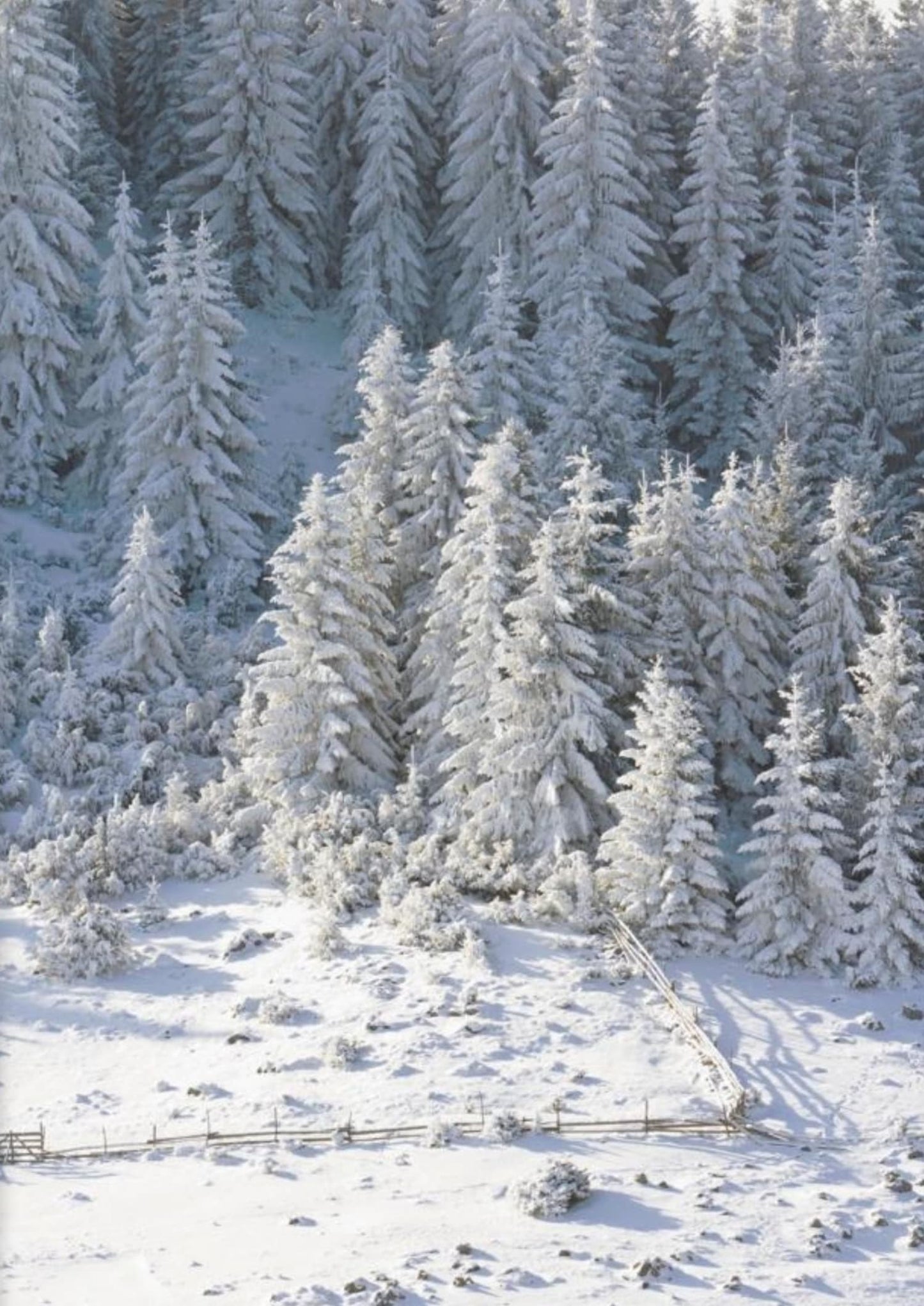 Winter Wonderland | Sneeuwachtig Bos Scene