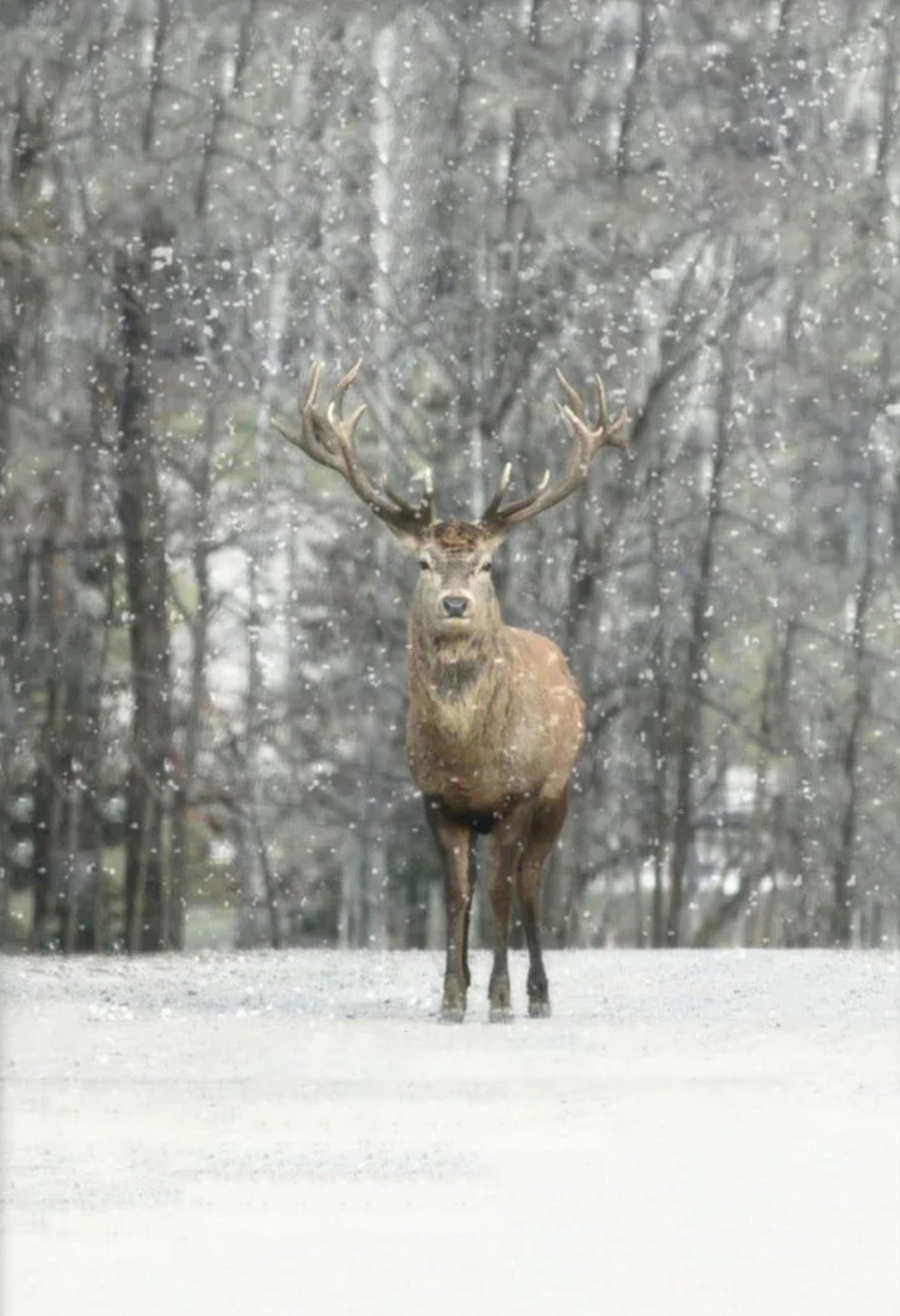 Hallo Hert | Winter Edities