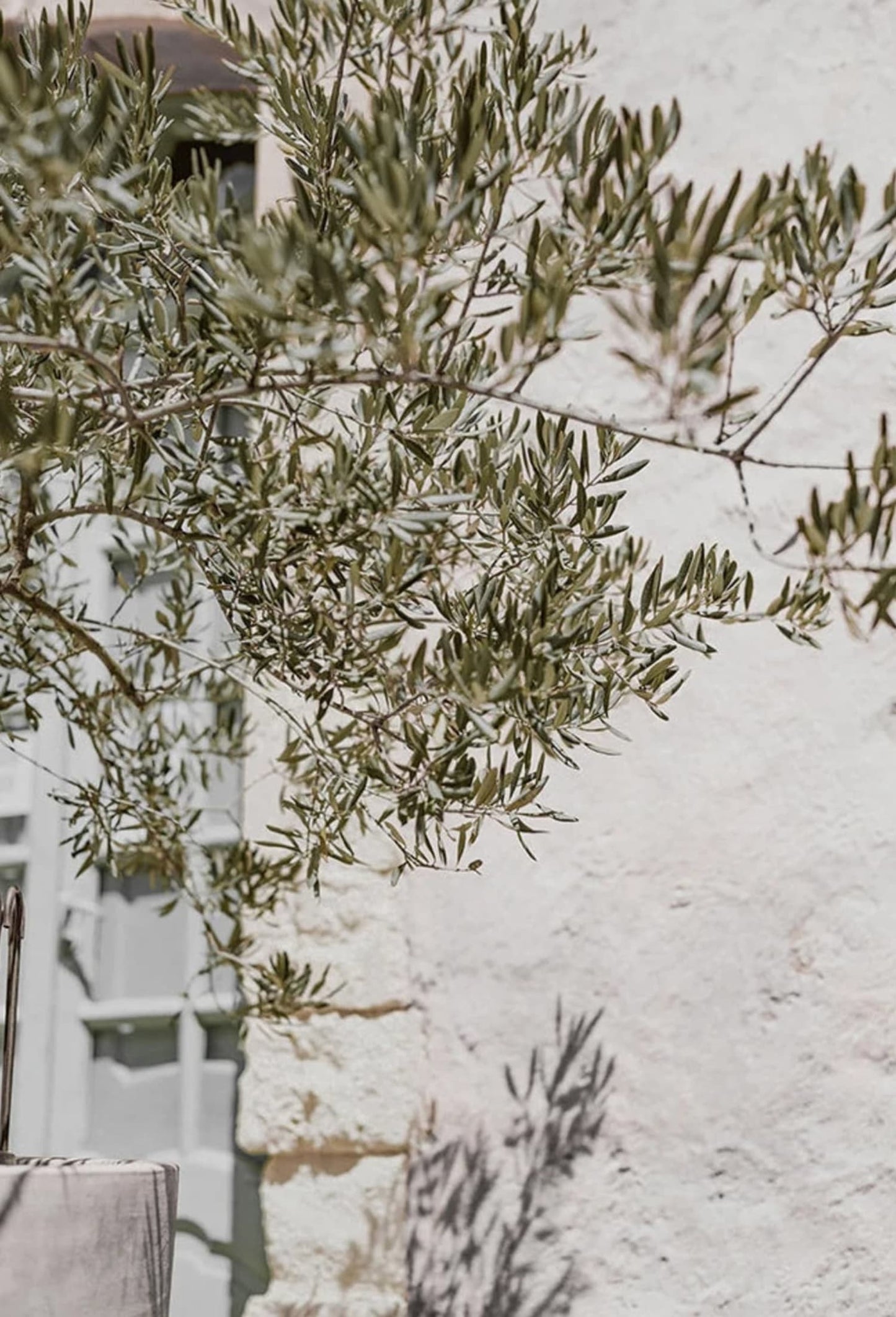 Olive Garden | Italy Landscape Art | Echoes of Heritage | Elegant Wall Poster | Italian Countryside Decor