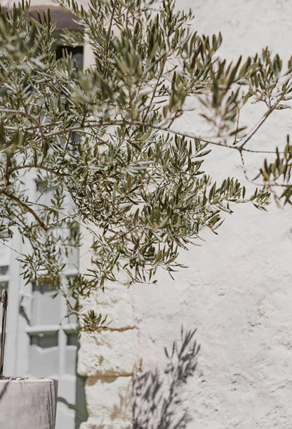 Olive Garden | Italy Landscape Art | Echoes of Heritage | Elegant Wall Poster | Italian Countryside Decor