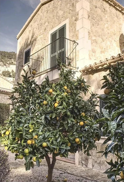 Italiaanse Stad Citroenboom Landschap | Levendige Decor