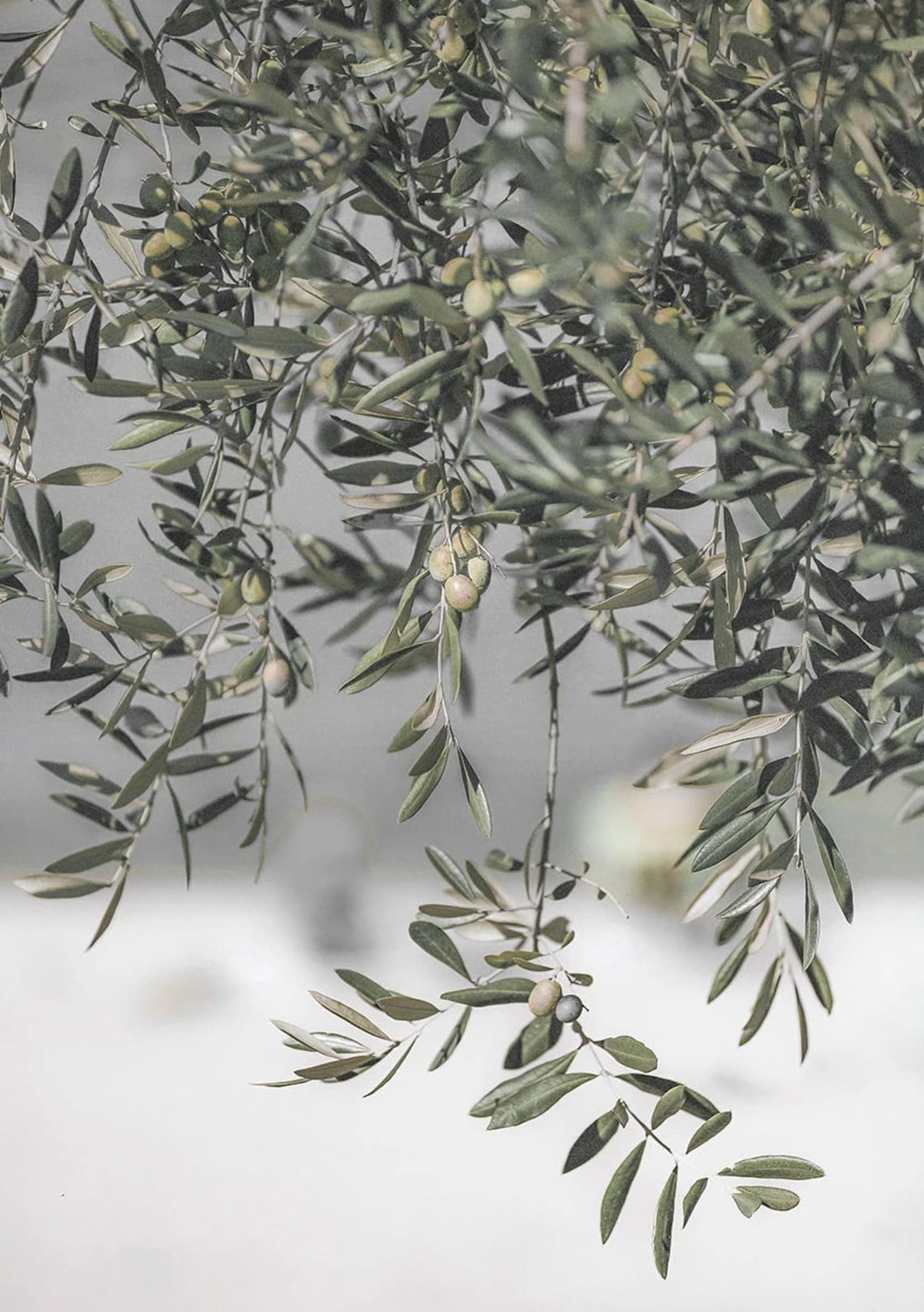Italië's Olijfgaard Landschap | Natuur's Omhelzing Kunst