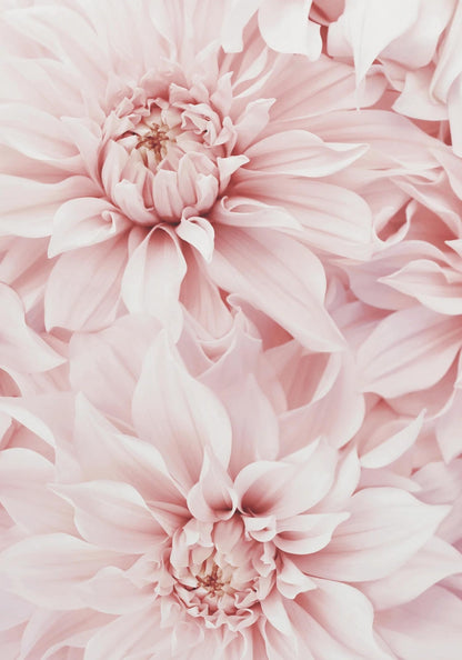 Roze Dahlia Bloem | Bloemkunst