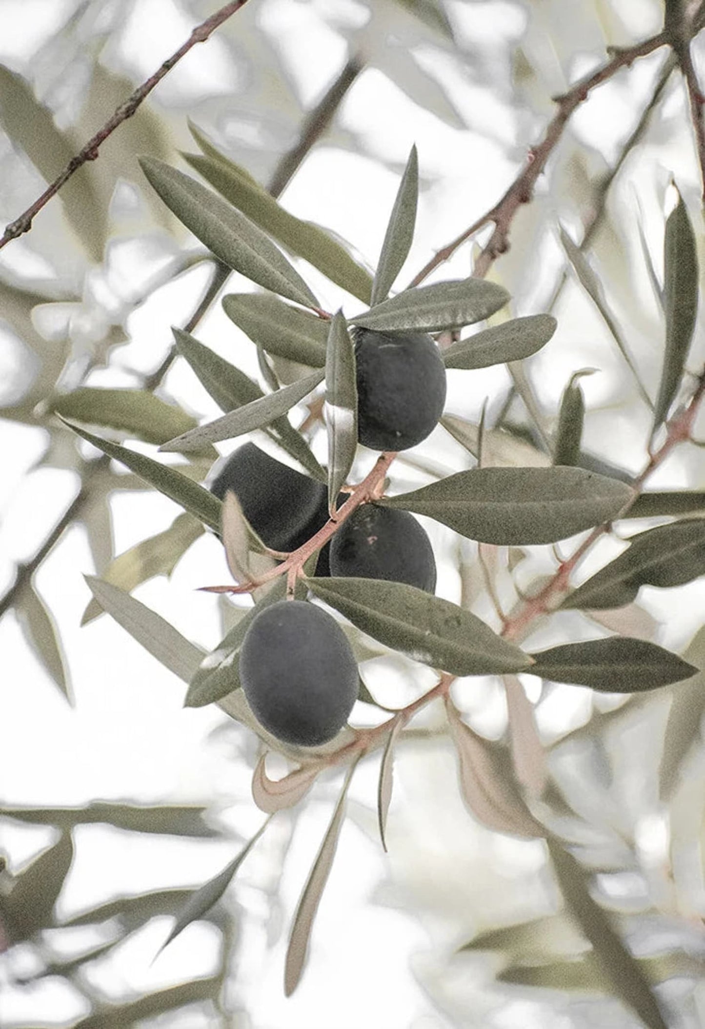 Olive Garden Landscape Poster | Tranquil Mediterranean Scene | Italy Wall Art | Scenic Artwork for Home Decor