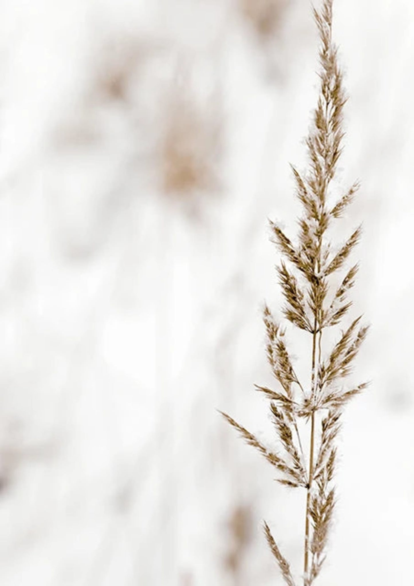 Boho Zarte Stiele | Botanischer Kunstdruck | Minimalistische Wanddekoration | Modernes Blumenposter | Heim- und Bürodekoration