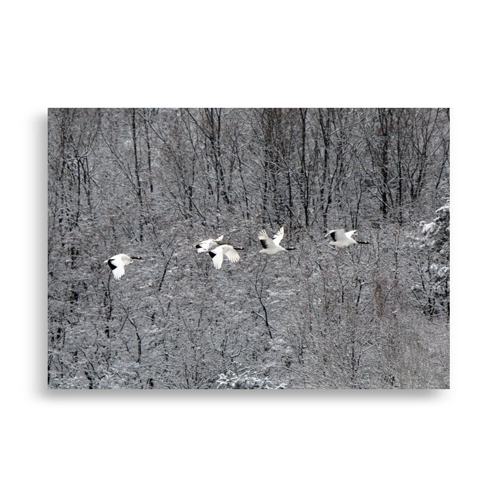 Poster - flying crane family