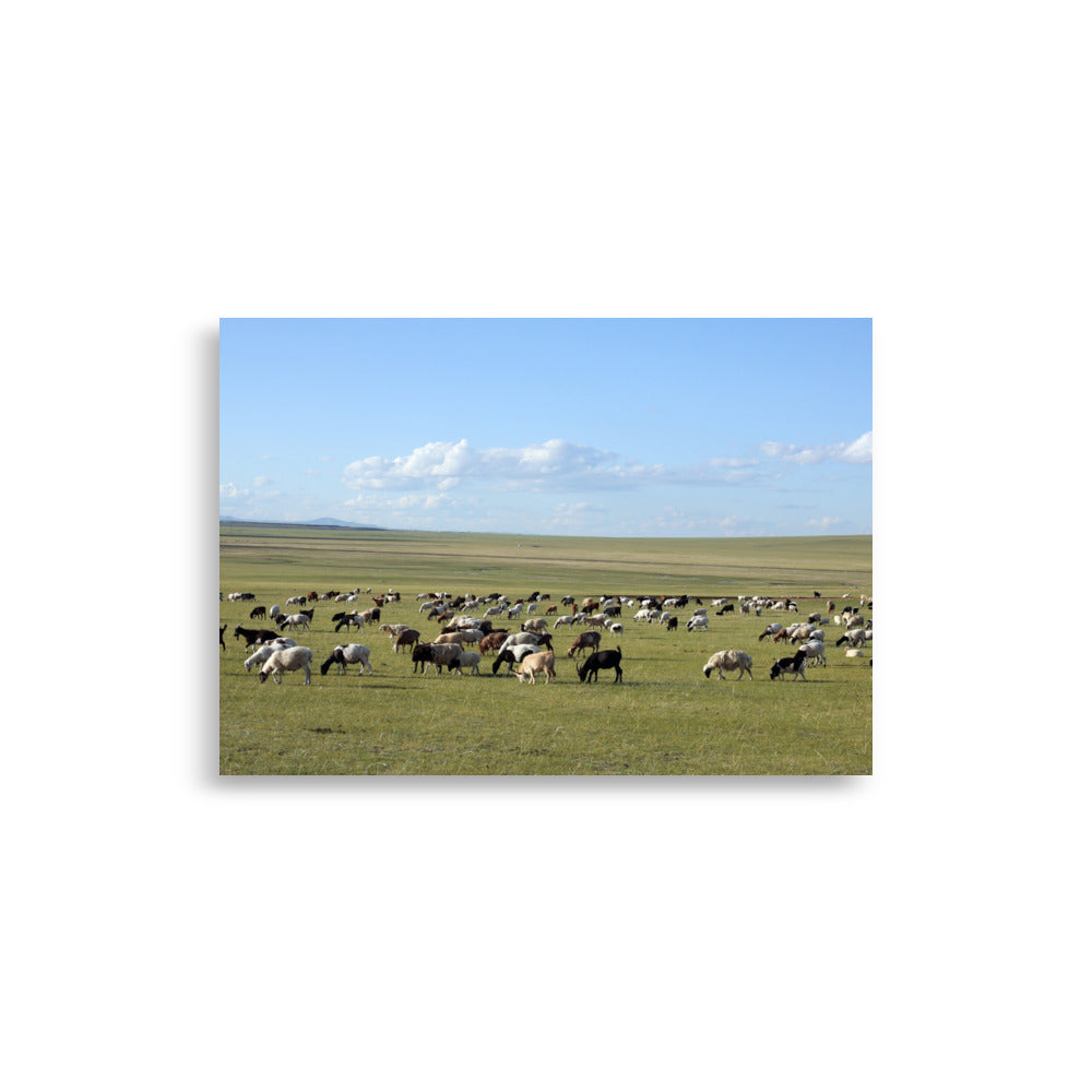 Poster - Herd of sheep graze in Mongolian steppe